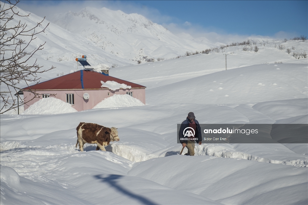 Kar kalınlığının 1,5 metreyi bulduğu Ovacık'ta besicilerin zorlu mesaisi