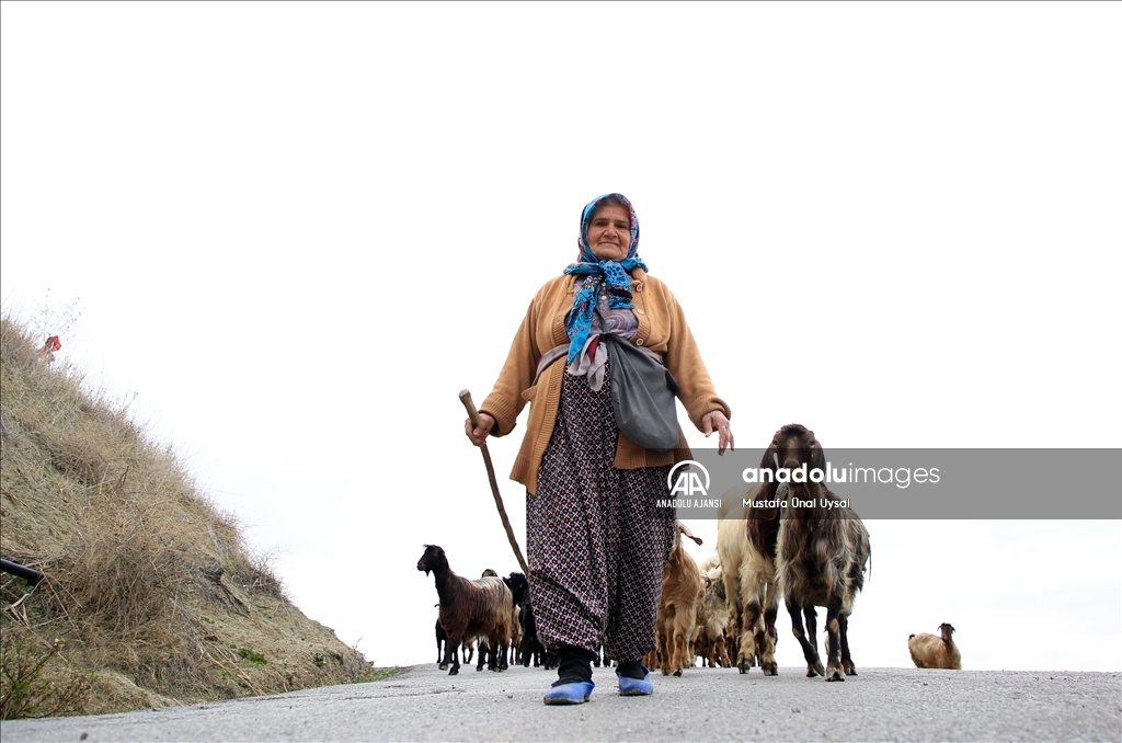 Torosların kadın çobanı hayvanlarına evladı gibi bakıyor