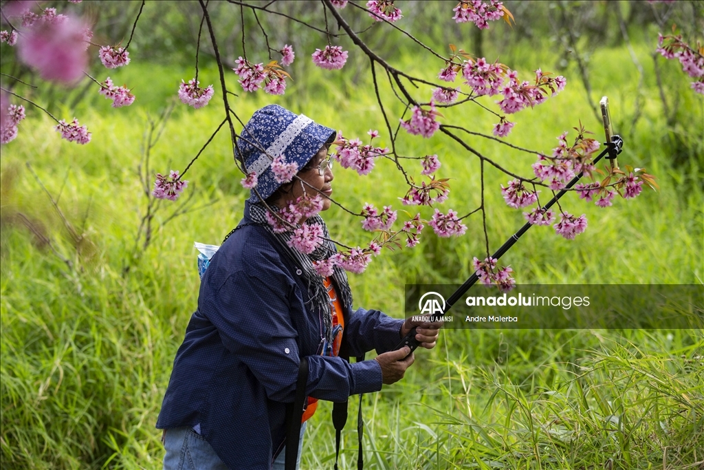 Tayland'da her yıl dünyanın en erken çiçek açan kiraz ağaçları