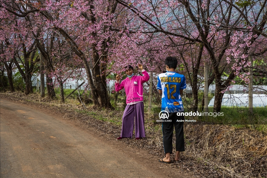 Tayland'da her yıl dünyanın en erken çiçek açan kiraz ağaçları