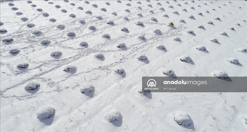 حقول اللافندر ترتدي فستانها الثلجي غربي تركيا