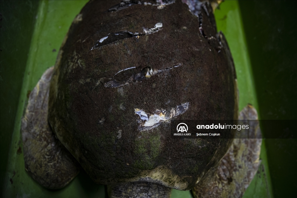 Deniz Kaplumbağaları: Kadim Denizcilerin Tehlikeli Yolculuğu