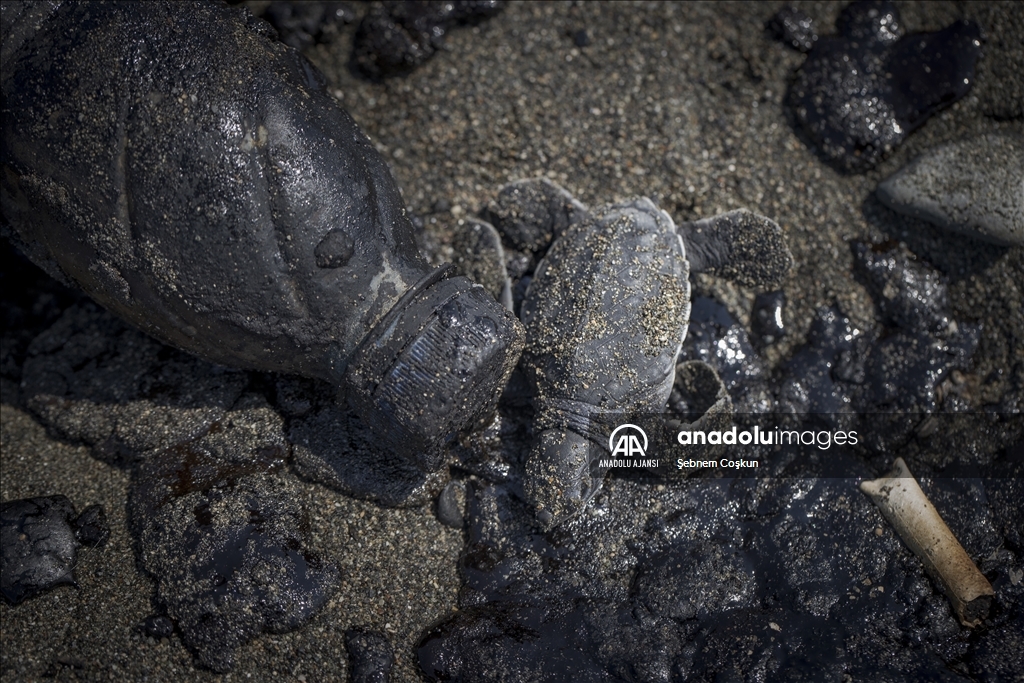 Deniz Kaplumbağaları: Kadim Denizcilerin Tehlikeli Yolculuğu
