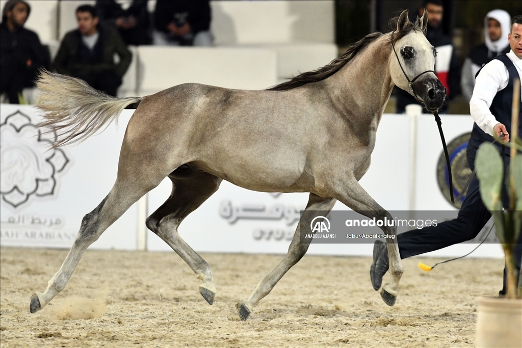 Kuveyt Ulusal Arap Atı Festivali