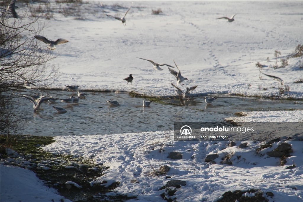 Beyşehir Gölü'nün martıları, yiyecek bulamayınca çöplüğe uçtu