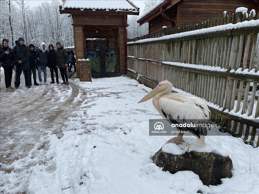 Kocaeli'deki Ormanya ziyaretçilerini karla kaplı güzelliğiyle ağırlıyor