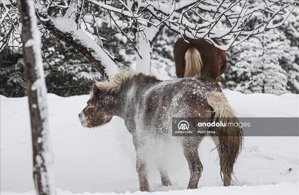 Karlar altındaki Altınköy'de, kızıl geyikler ve ceylanlar yoğun ilgi gördü