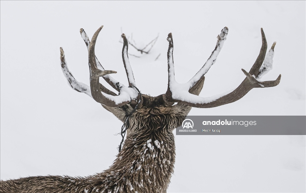 Karlar altındaki Altınköy'de, kızıl geyikler ve ceylanlar yoğun ilgi gördü