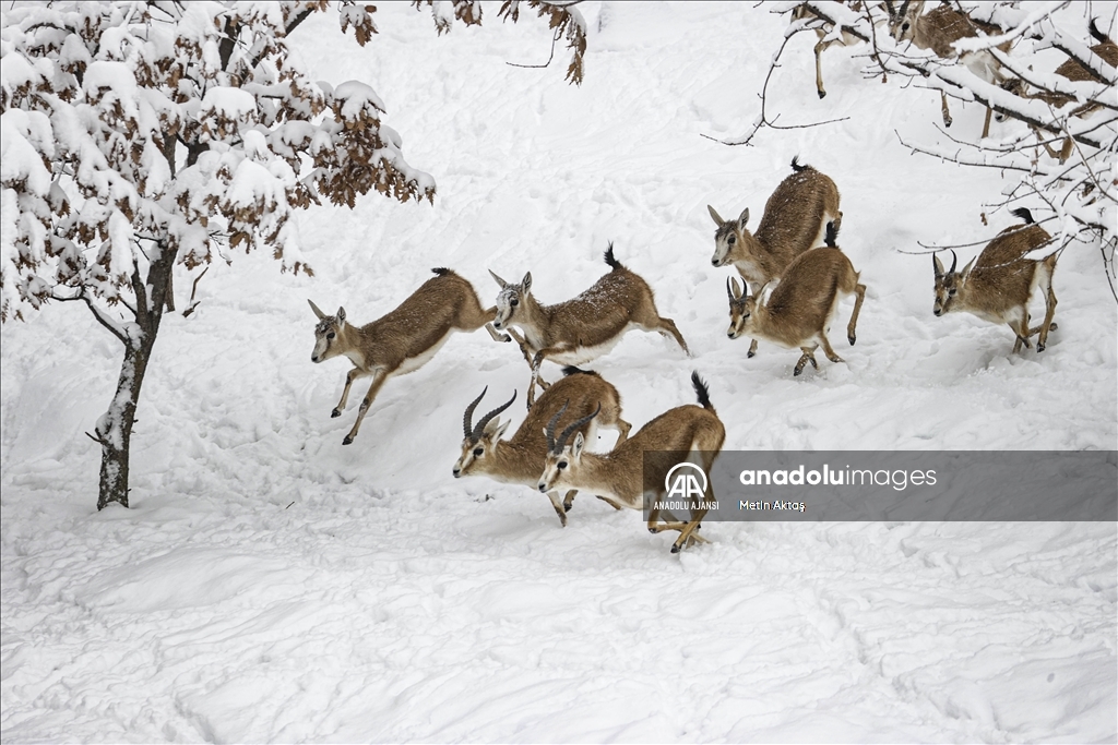 Karlar altındaki Altınköy'de, kızıl geyikler ve ceylanlar görüntülendi