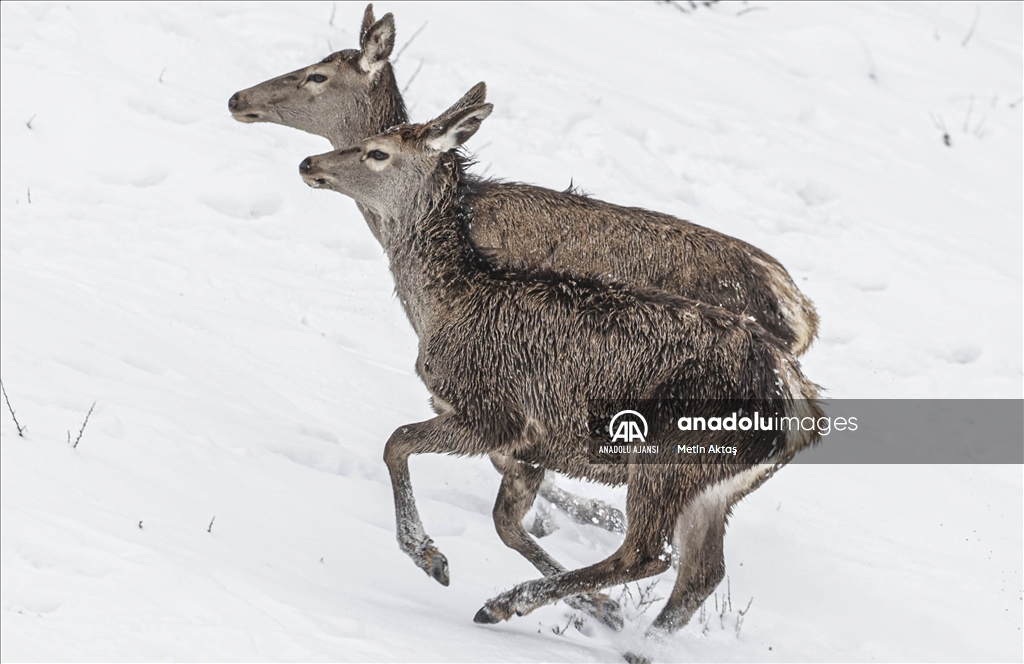 Karlar altındaki Altınköy'de, kızıl geyikler ve ceylanlar görüntülendi