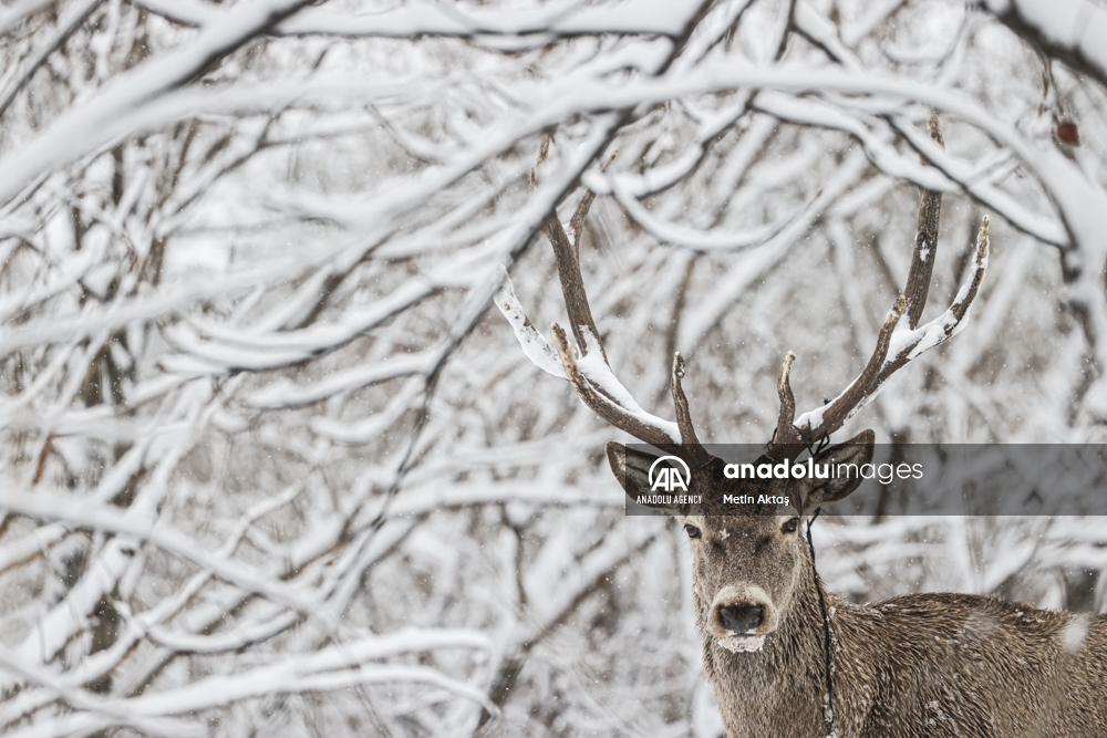 Ciervos rojos y gacelas en el paisaje invernal de una reserva natural en Ankara