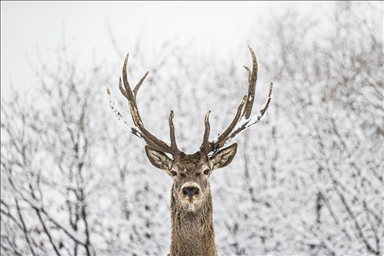 Ciervos rojos y gacelas en el paisaje invernal de una reserva natural en Ankara