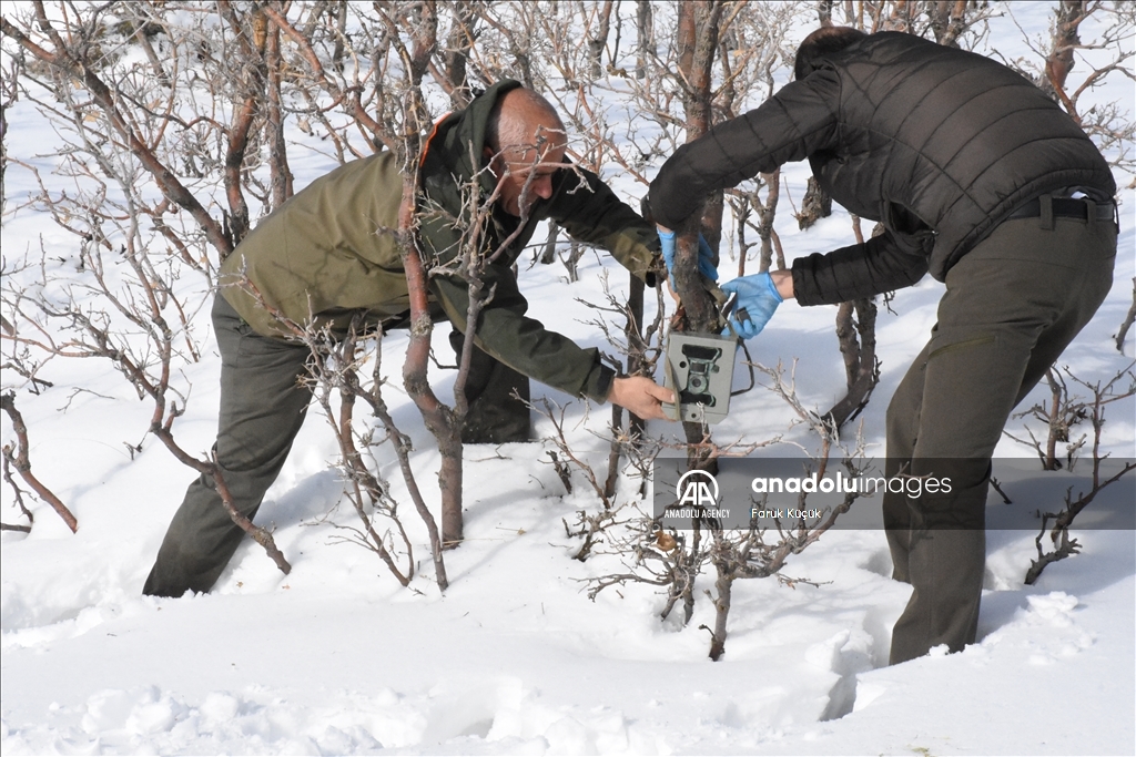 غذارسانی به حیوانات در پی بارش برف در شرناق