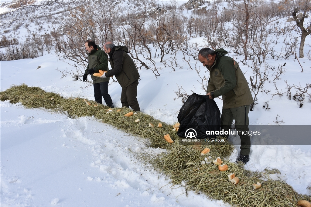 غذارسانی به حیوانات در پی بارش برف در شرناق