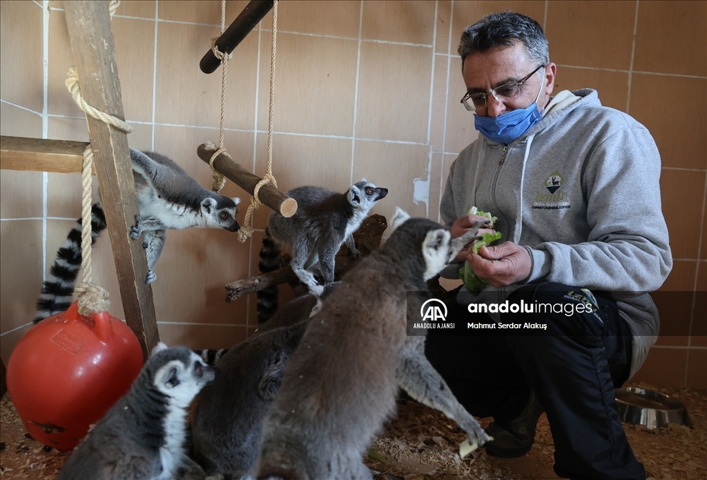 İzmir Doğal Yaşam Parkı'ndaki "tropikal bölge hayvanlarına" özel bakım