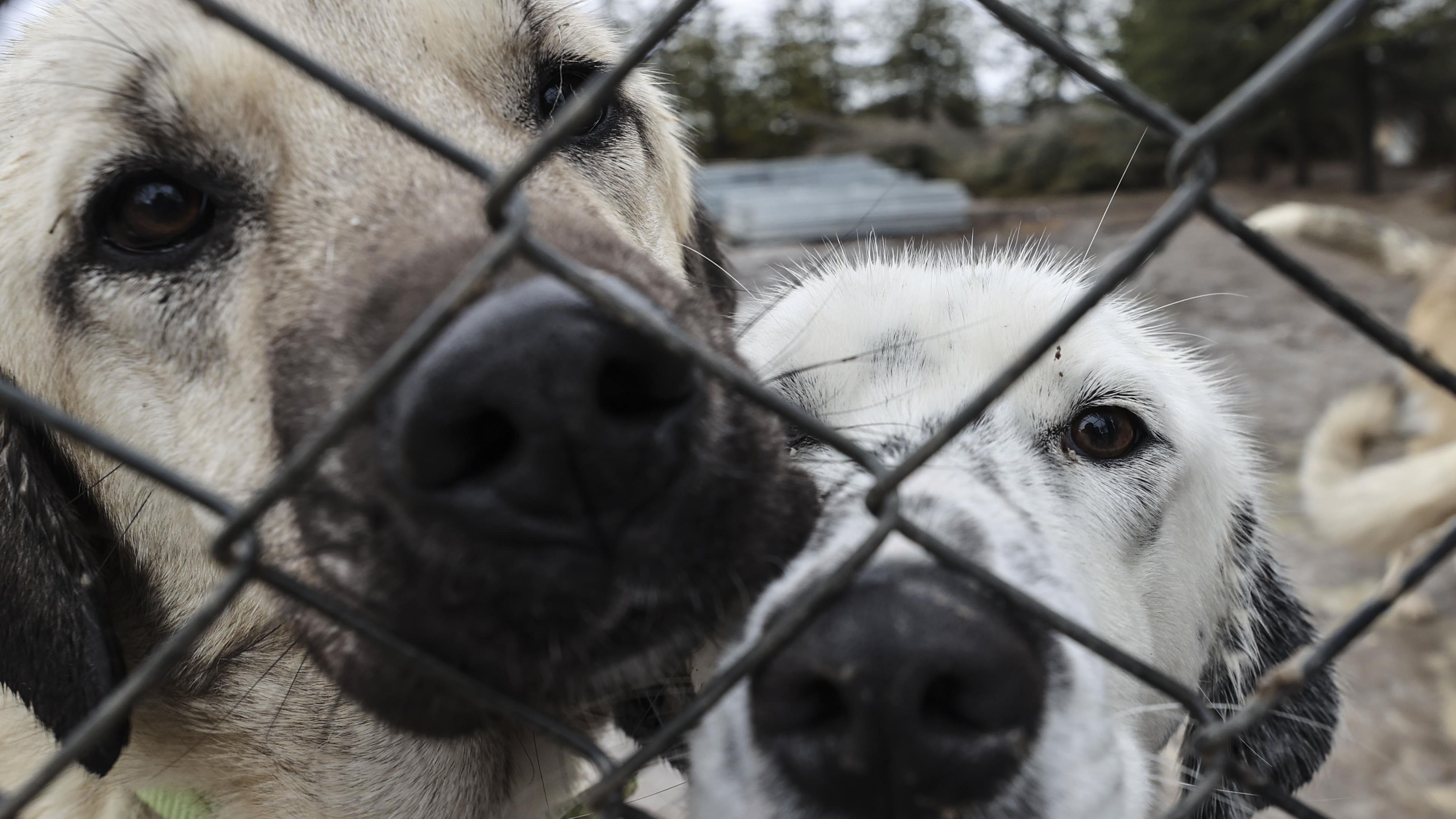 "Can dostlar" için mücadelelerini vakıf çatısı altında verecekler