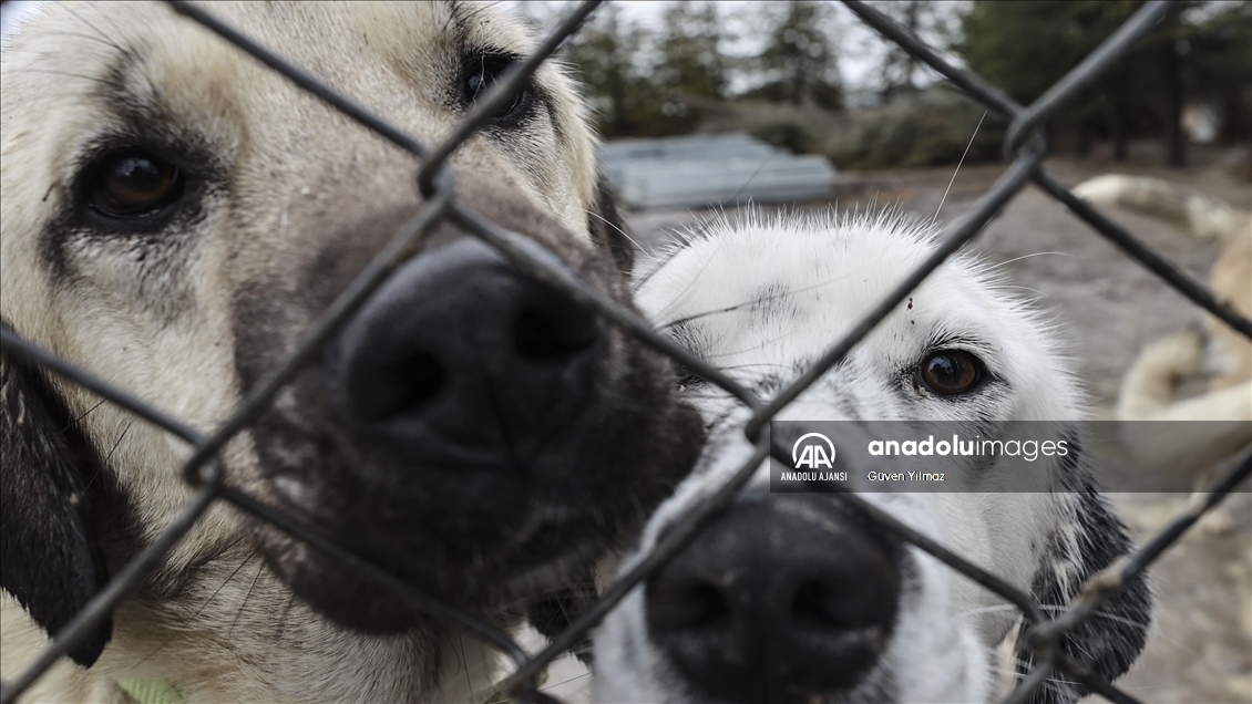 "Can dostlar" için mücadelelerini vakıf çatısı altında verecekler