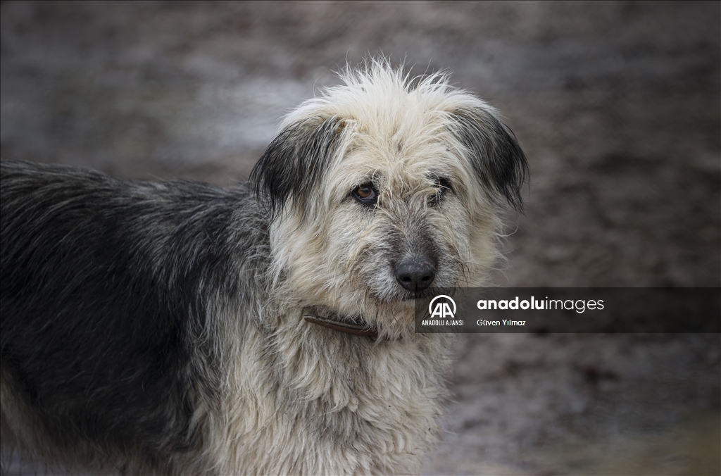 "Can dostlar" için mücadelelerini vakıf çatısı altında verecekler