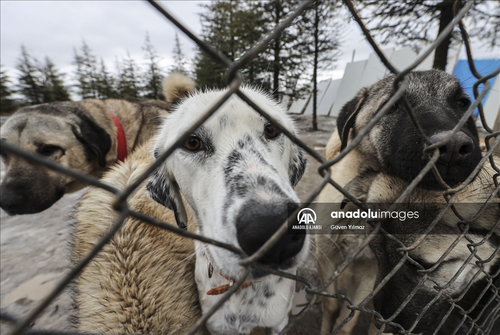 "Can dostlar" için mücadelelerini vakıf çatısı altında verecekler