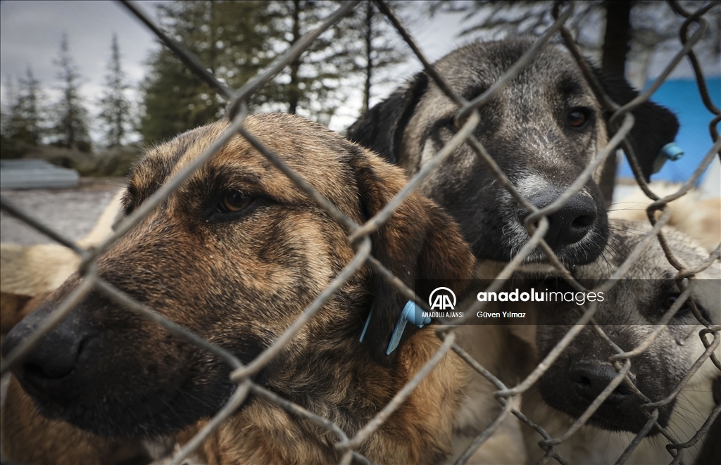 "Can dostlar" için mücadelelerini vakıf çatısı altında verecekler