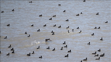 Çukurova Deltası göçmen misafirlerini ağırlıyor