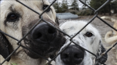"Can dostlar" için mücadelelerini vakıf çatısı altında verecekler