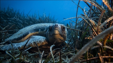 Deniz Kaplumbağaları: Kadim Denizcilerin Tehlikeli Yolculuğu