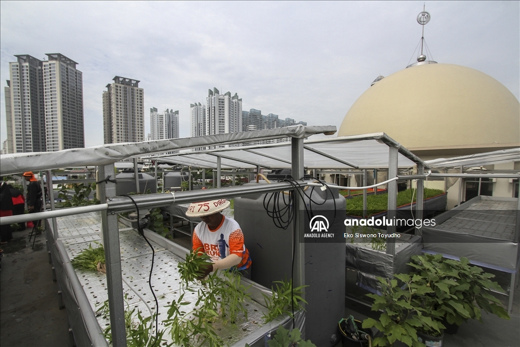 Warga tanam sayuran hidroponik di atap masjid
