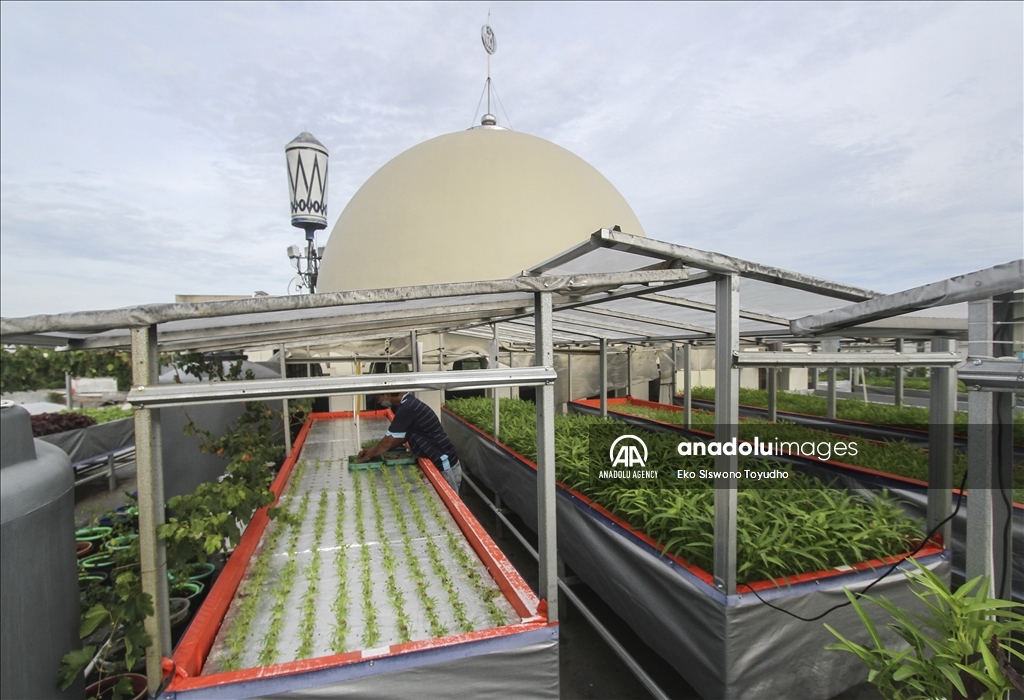 Warga tanam sayuran hidroponik di atap masjid