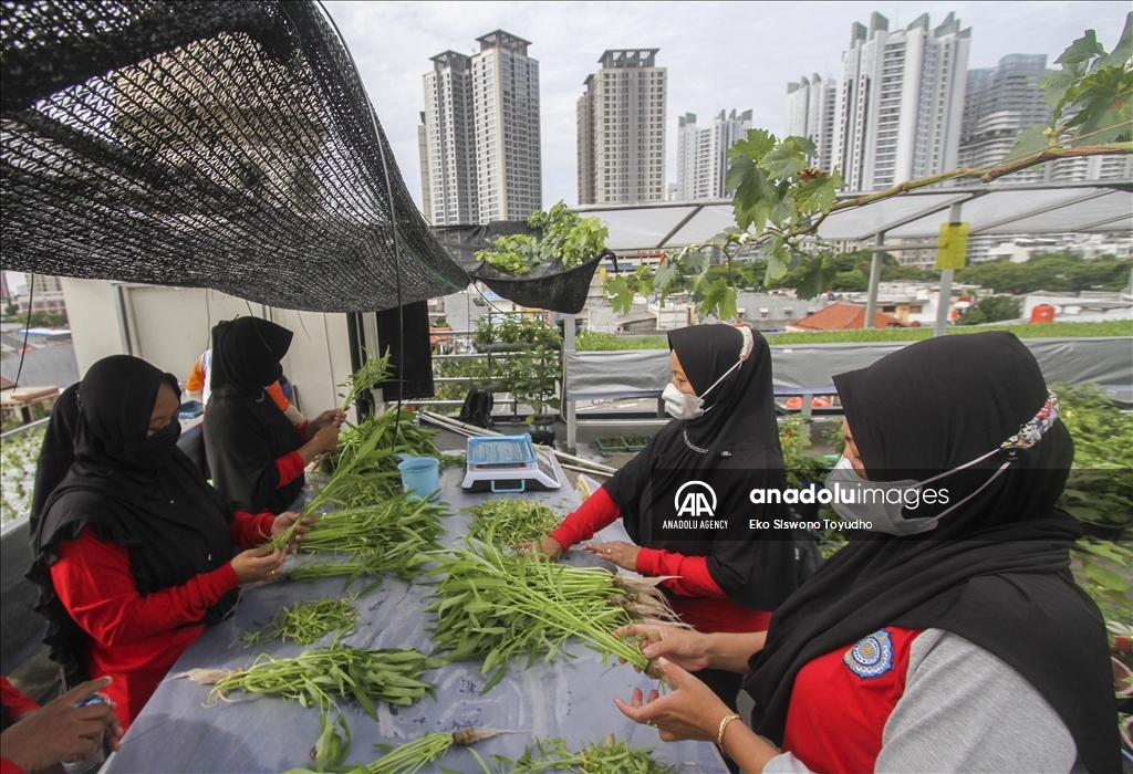 Warga tanam sayuran hidroponik di atap masjid