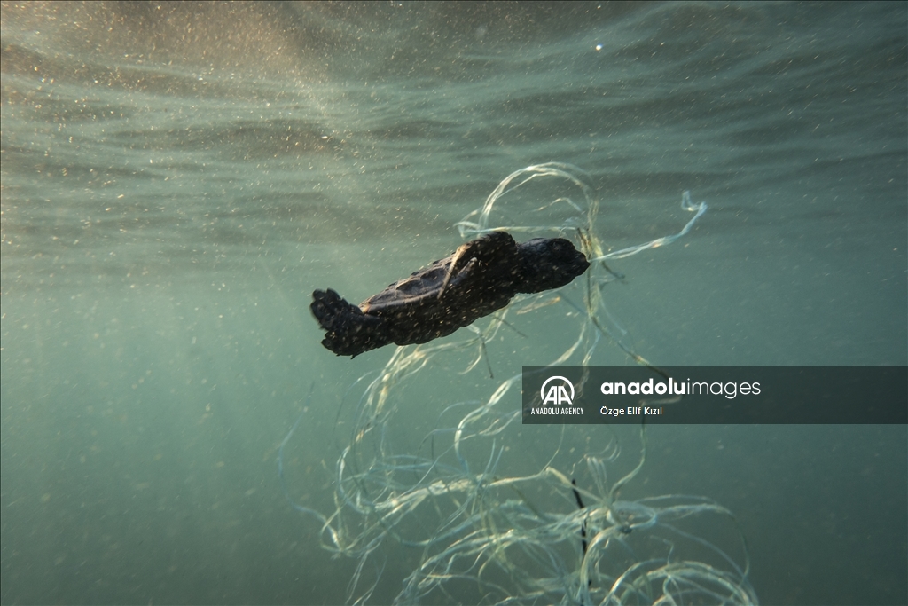 يؤثر تغير درجات الحرارة في البحر والشواطئ بسبب الاحتباس الحراري، في عادات التعشيش لدى السلاحف البحرية كما يؤثر في أجناس صغارها