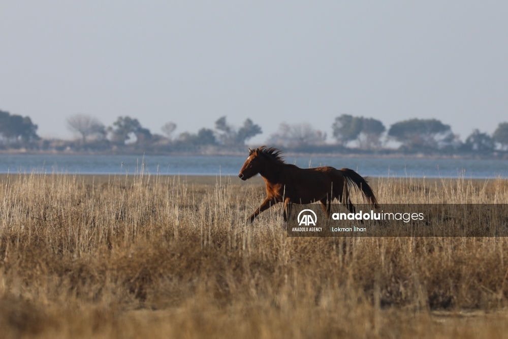 Caballos salvajes en el Santuario de Aves de Izmir, en Turquía