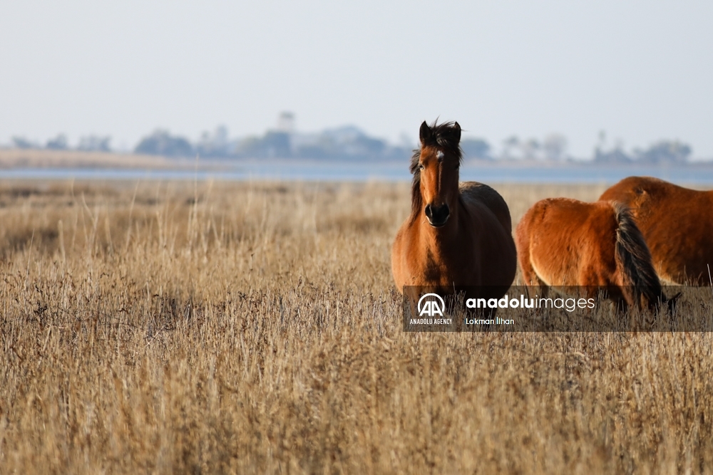 Caballos salvajes en el Santuario de Aves de Izmir, en Turquía