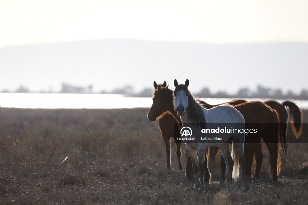 Caballos salvajes en el Santuario de Aves de Izmir, en Turquía