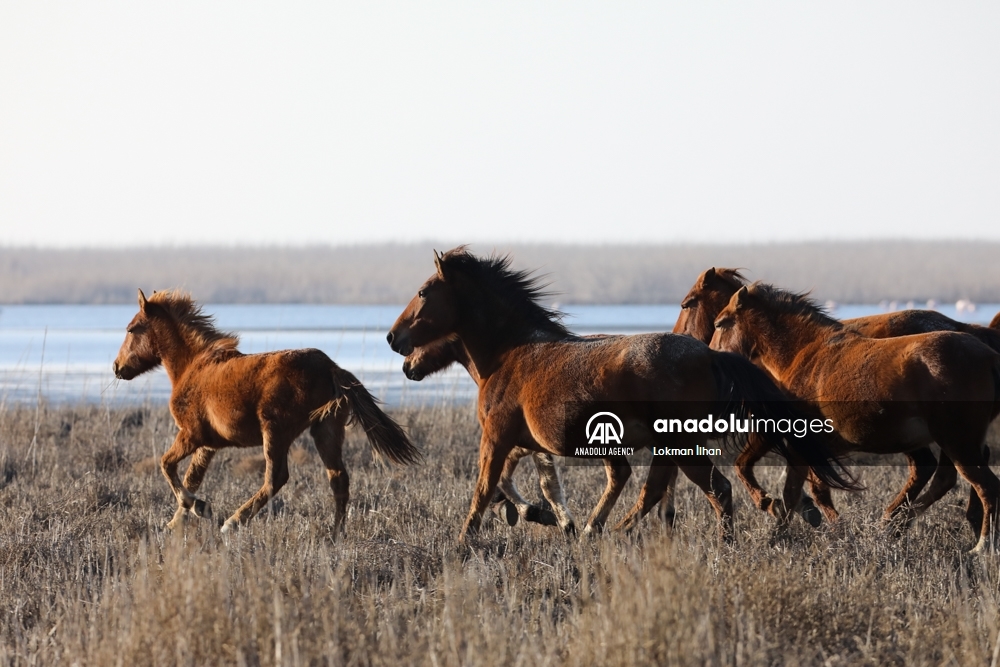 Caballos salvajes en el Santuario de Aves de Izmir, en Turquía