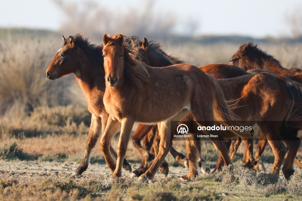 Caballos salvajes en el Santuario de Aves de Izmir, en Turquía