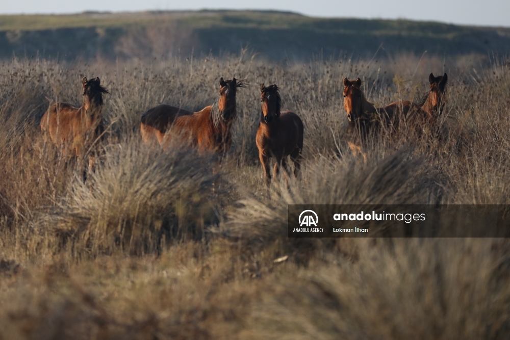 Caballos salvajes en el Santuario de Aves de Izmir, en Turquía