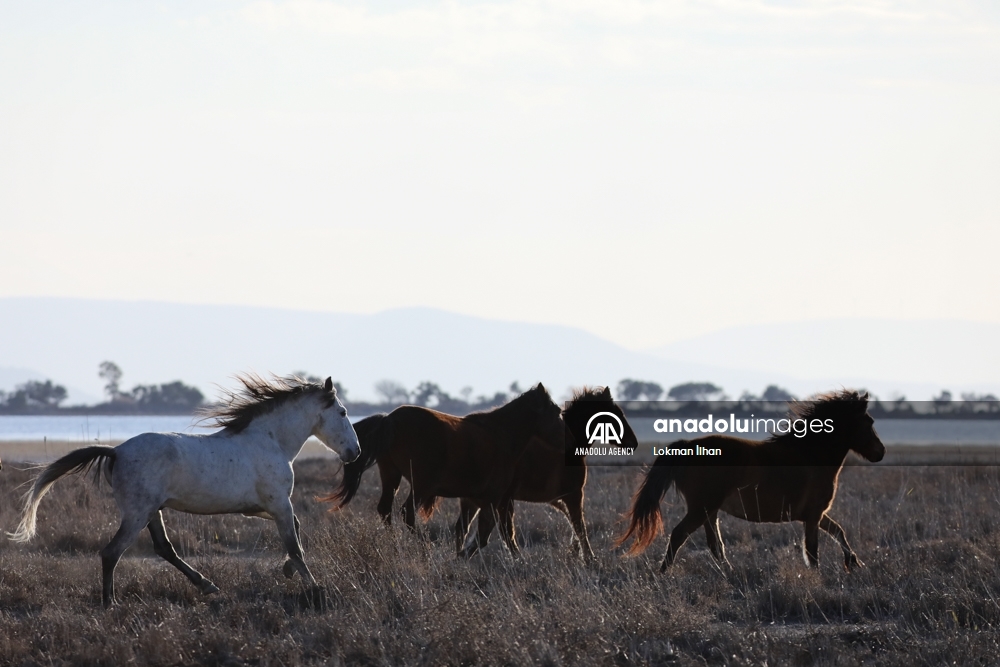Caballos salvajes en el Santuario de Aves de Izmir, en Turquía