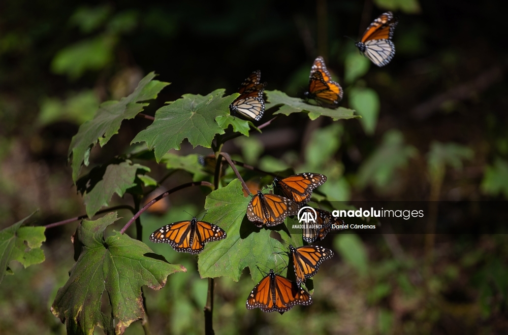Las mariposas monarca migran a México para evitar el frío de EEUU y Canadá