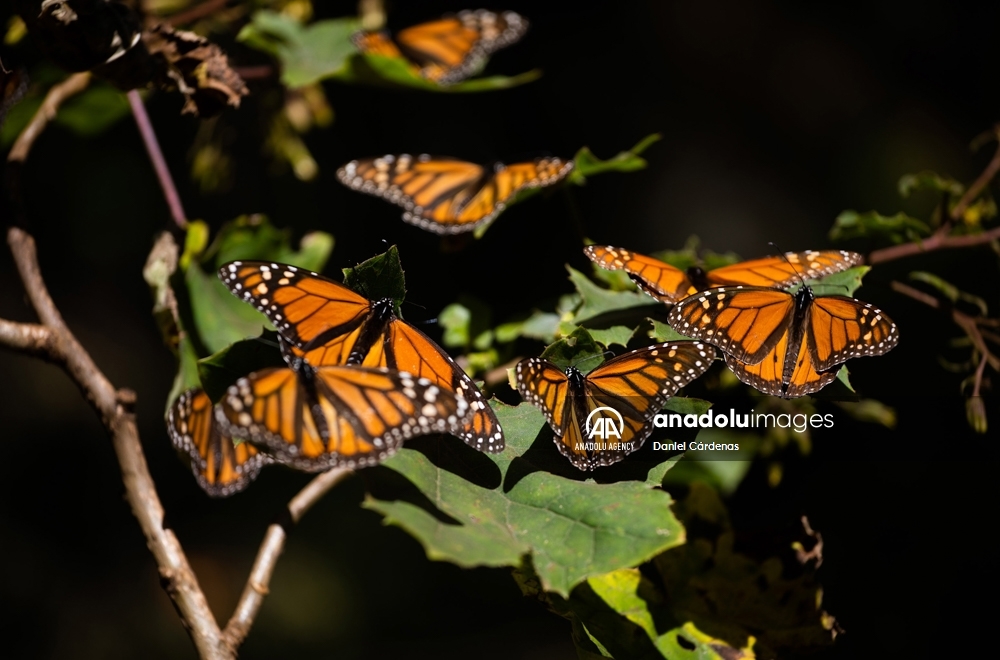 Las mariposas monarca migran a México para evitar el frío de EEUU y Canadá