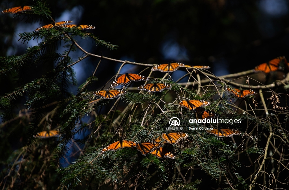 Las mariposas monarca migran a México para evitar el frío de EEUU y Canadá