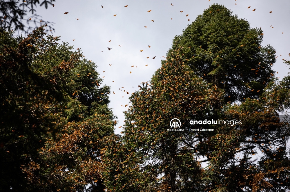 Las mariposas monarca migran a México para evitar el frío de EEUU y Canadá