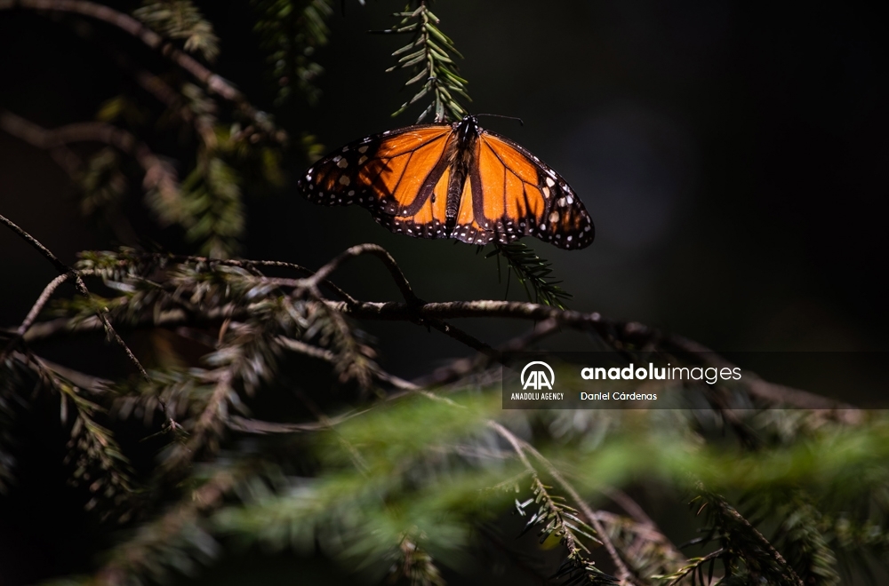Las mariposas monarca migran a México para evitar el frío de EEUU y Canadá