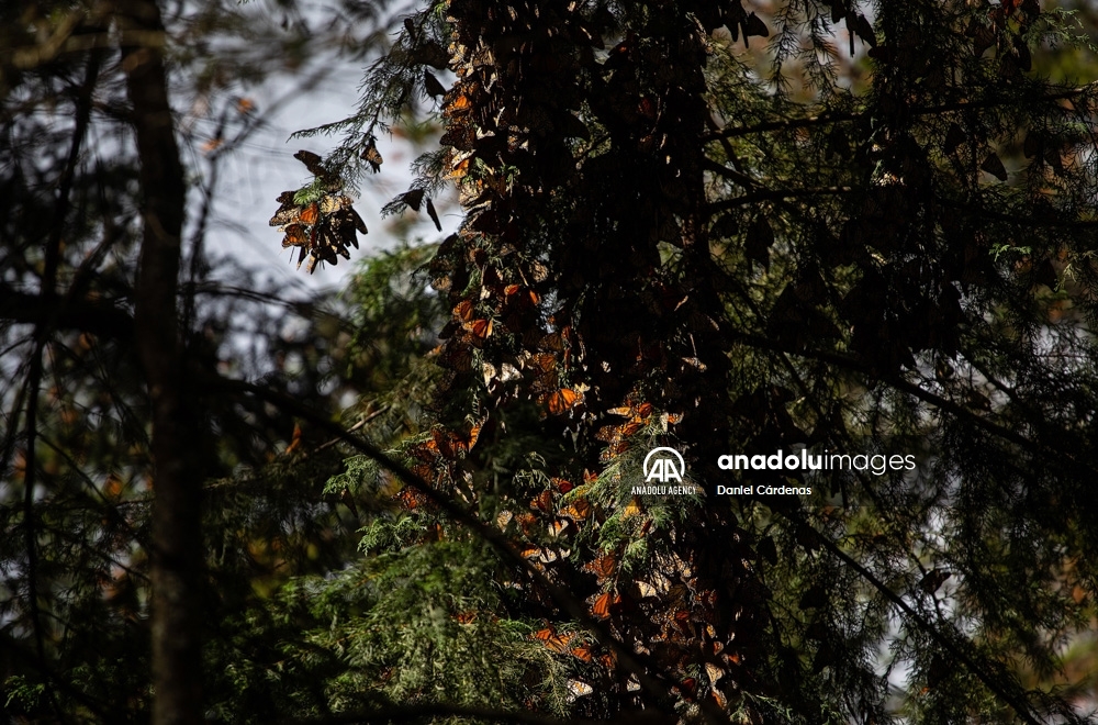 Las mariposas monarca migran a México para evitar el frío de EEUU y Canadá