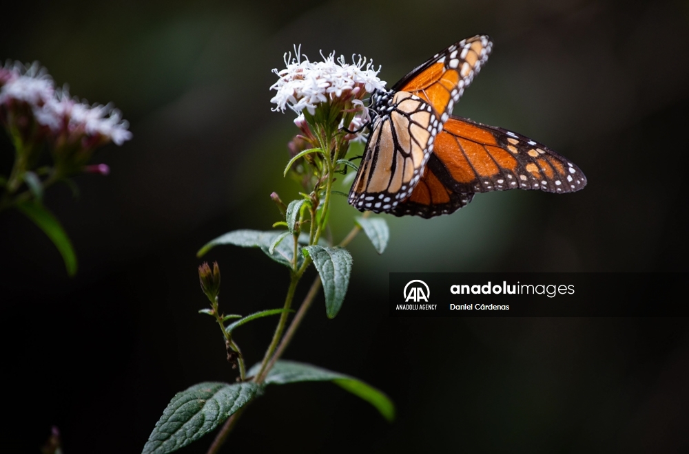 Las mariposas monarca migran a México para evitar el frío de EEUU y Canadá