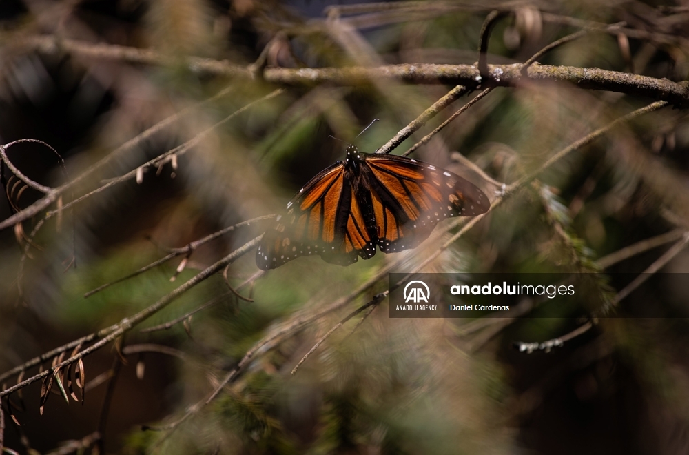 Las mariposas monarca migran a México para evitar el frío de EEUU y Canadá