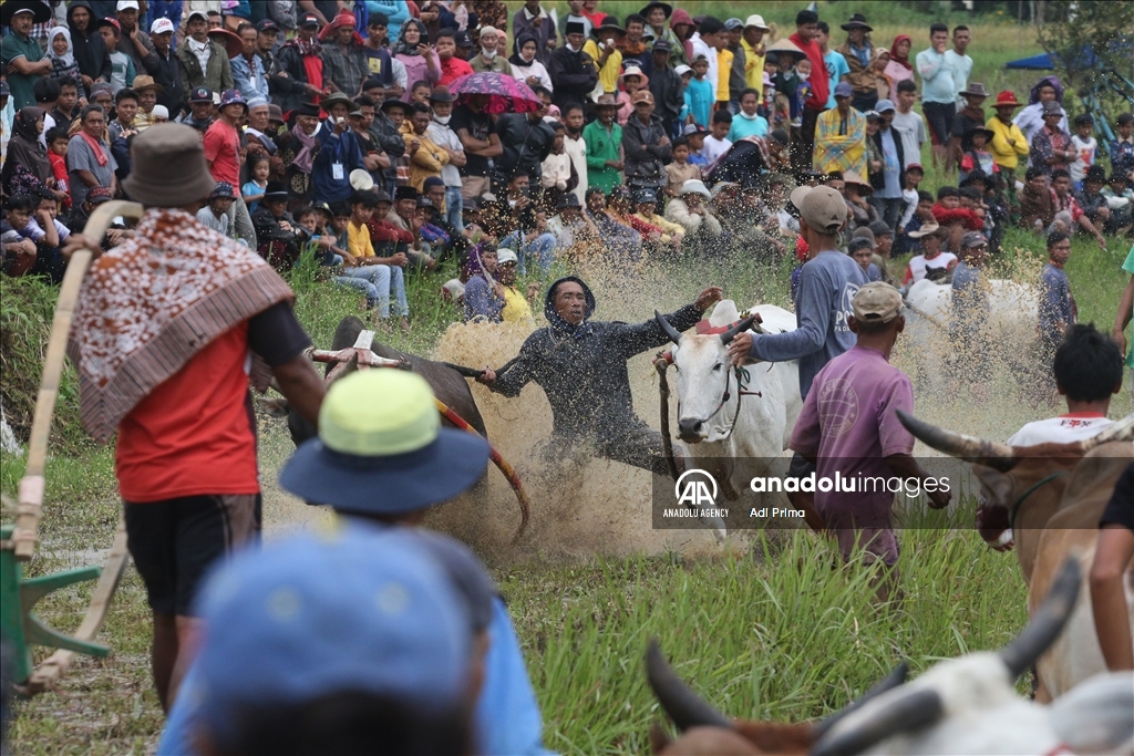 "Pacu Jawi" tradisi balapan sapi setelah panen padi di Sumatera Barat