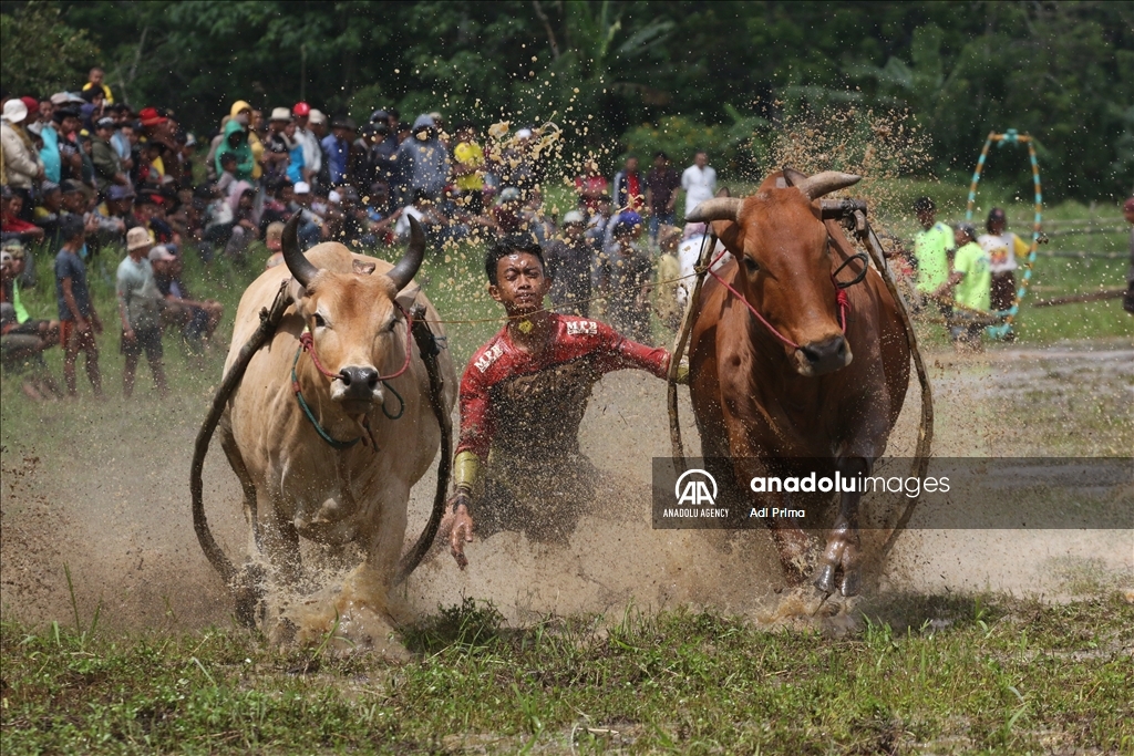 "Pacu Jawi" tradisi balapan sapi setelah panen padi di Sumatera Barat
