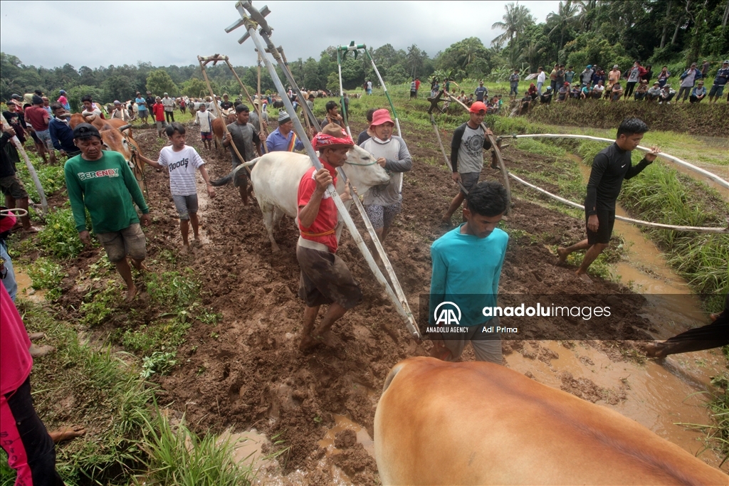 "Pacu Jawi" tradisi balapan sapi setelah panen padi di Sumatera Barat