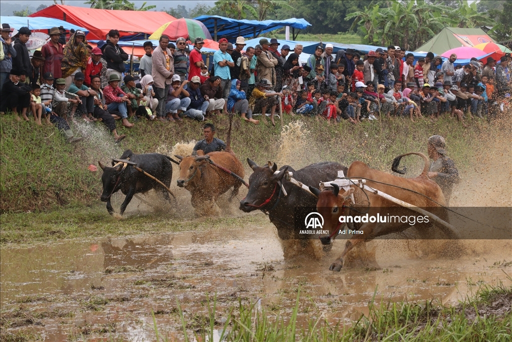 "Pacu Jawi" tradisi balapan sapi setelah panen padi di Sumatera Barat